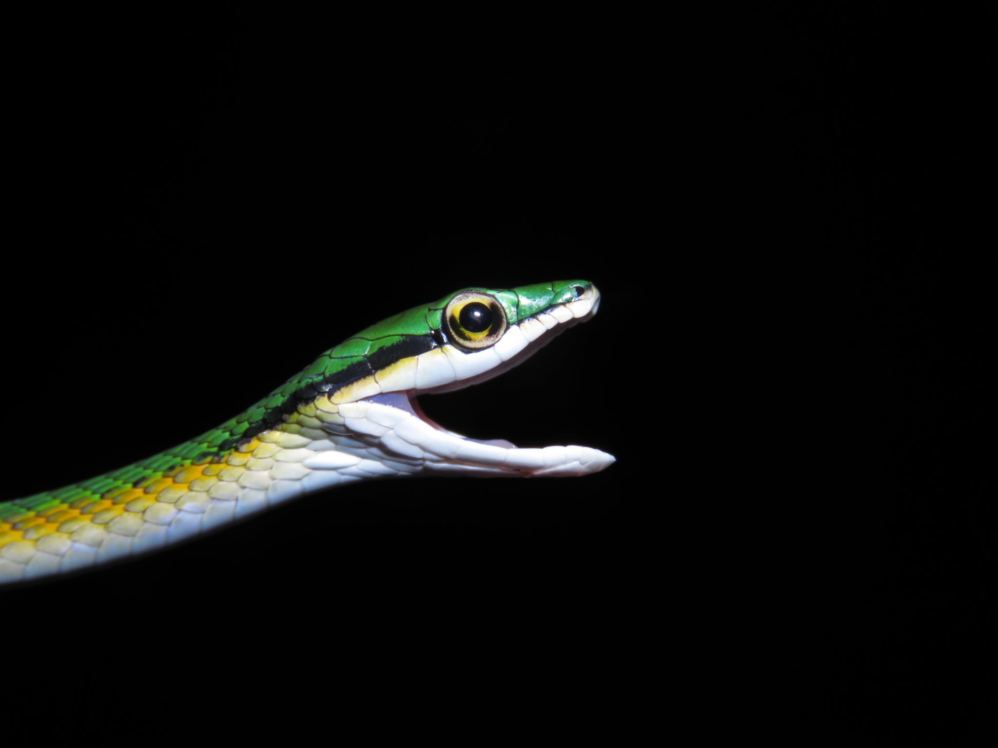 Nova espécie de cobra-papagaio é descoberta no Cerrado