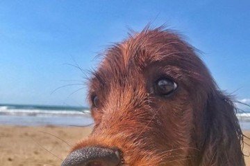 É importante atentar-se à alimentação do pet