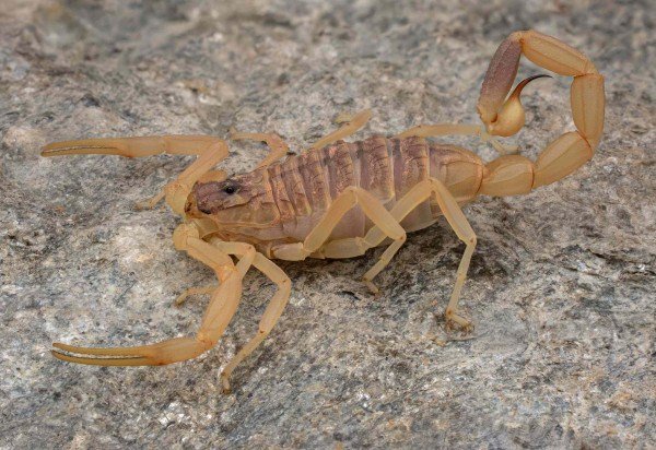 Reprodução/Wikimedia Commons/RichardMcJimsey