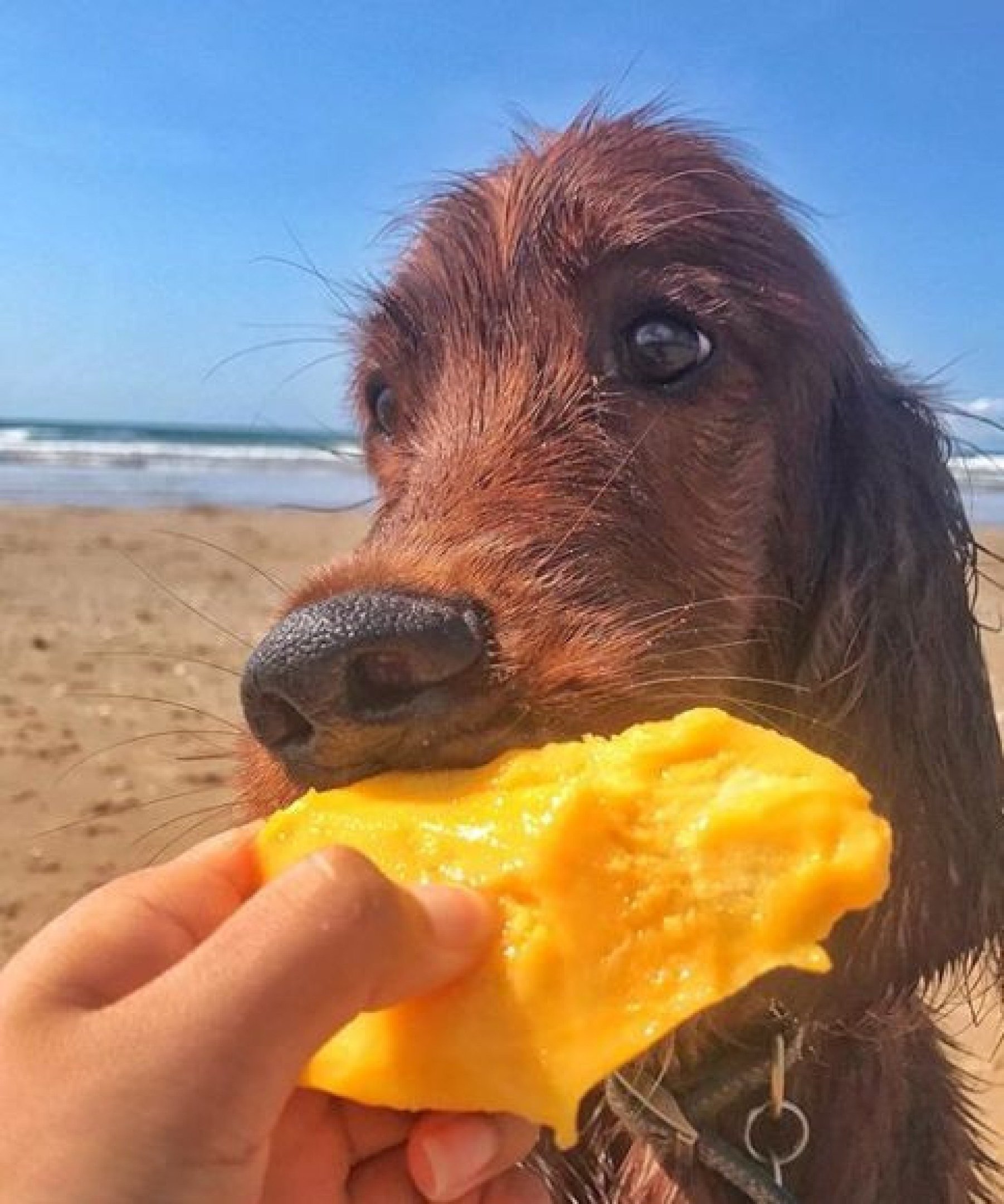 É importante atentar-se à alimentação do pet