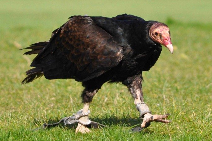 Ao regurgitarem o ácido, essas aves também tem o peso reduzido, permitindo com que consigam voar para longe dos predadores de maneira mais fácil - (crédito: Reprodução/Wikimedia Commons/Quartl) Ao regurgitarem o ácido, essas aves também tem o peso reduzido, permitindo com que consigam voar para longe dos predadores de maneira mais fácil - (crédito: Reprodução/Wikimedia Commons/Quartl)