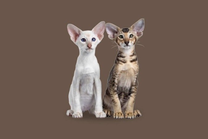 Apesar das semelhanças, os gatos siamês e oriental shorthair têm diferenças marcantes (Imagem: Nynke van Holten | Shutterstock) -  (crédito: EdiCase)