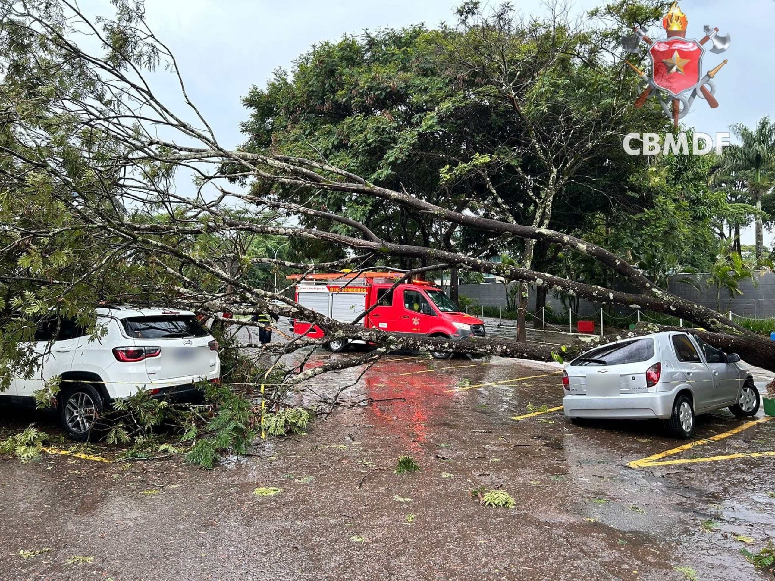 Árvore cai sobre três carros na Asa Sul devido a chuva forte 