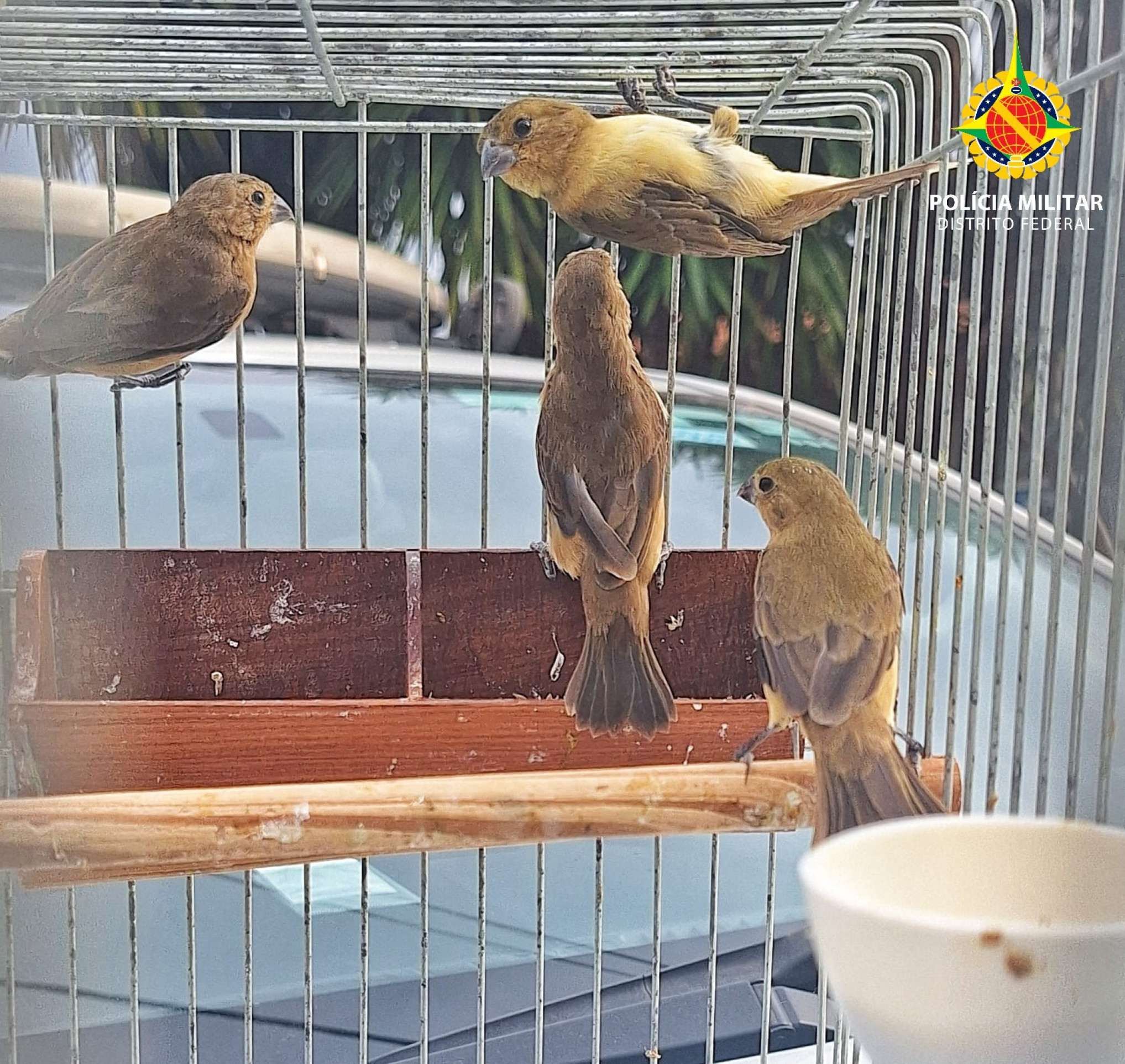 PM Ambiental resgata 16 aves silvestres mantidas em cativeiro em Santa Maria