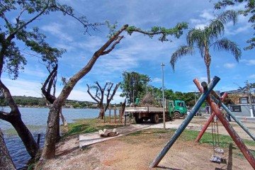 MG: prefeito afasta servidores por poda irregular que matou 66 garças - Reprodução/Redes Sociais