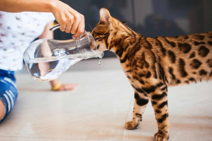 Cuidados com os pets devem ser redobrados durante os dias de calor (Imagem: pyrozhenka | Shutterstock)  -  (crédito: EdiCase)