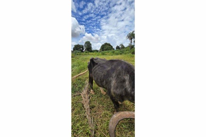 Megaoperação da polícia resgata 125 animais vítimas de maus-tratos no DF
