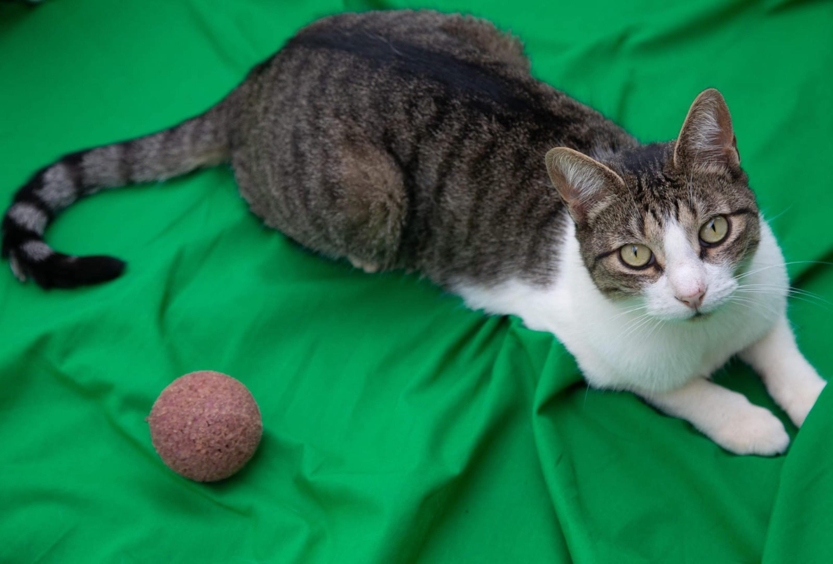 Dia do gato: particularidades dos bichanos que encantam os humanos