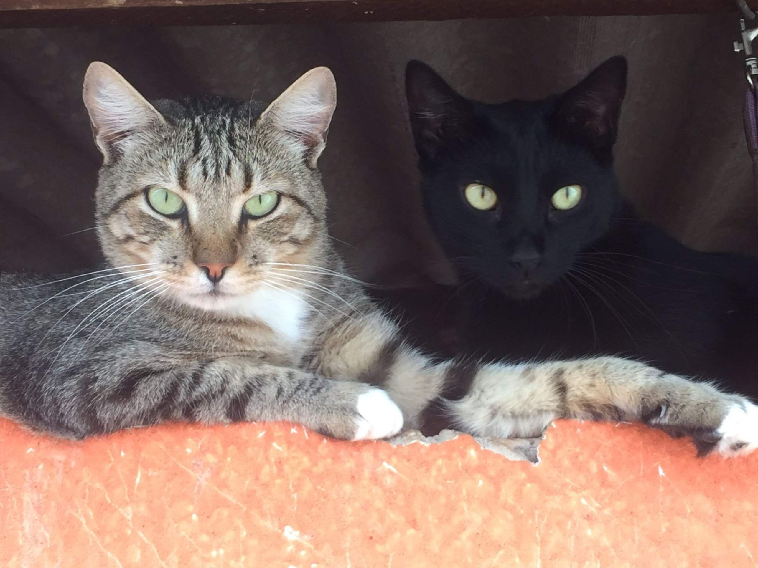 Gatos sentem 10 vezes mais cheiro que os humanos