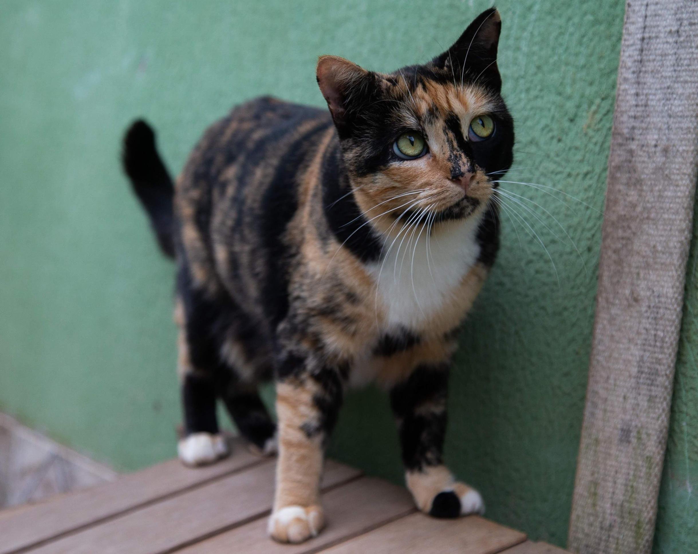 Gatos disponíveis para adoção no Projeto Adoção São Francisco