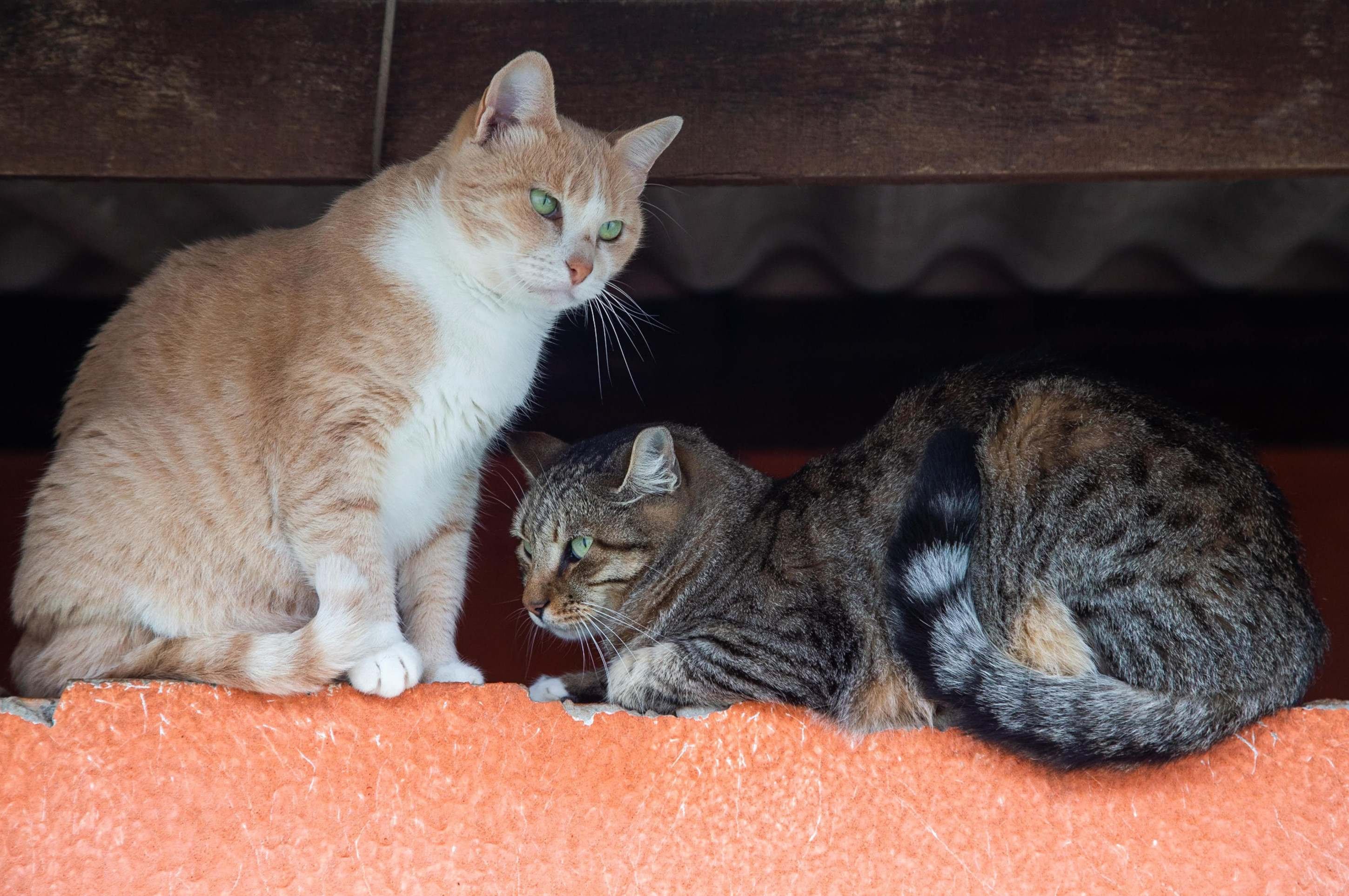 Gatos disponíveis para adoção no Projeto Adoção São Francisco