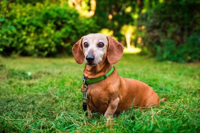 Animais de estimação idosos precisam de atenção redobrada dos tutores (Imagem: Tymoshenko Olga | Shutterstock) - (crédito: EdiCase) Animais de estimação idosos precisam de atenção redobrada dos tutores (Imagem: Tymoshenko Olga | Shutterstock) - (crédito: EdiCase)