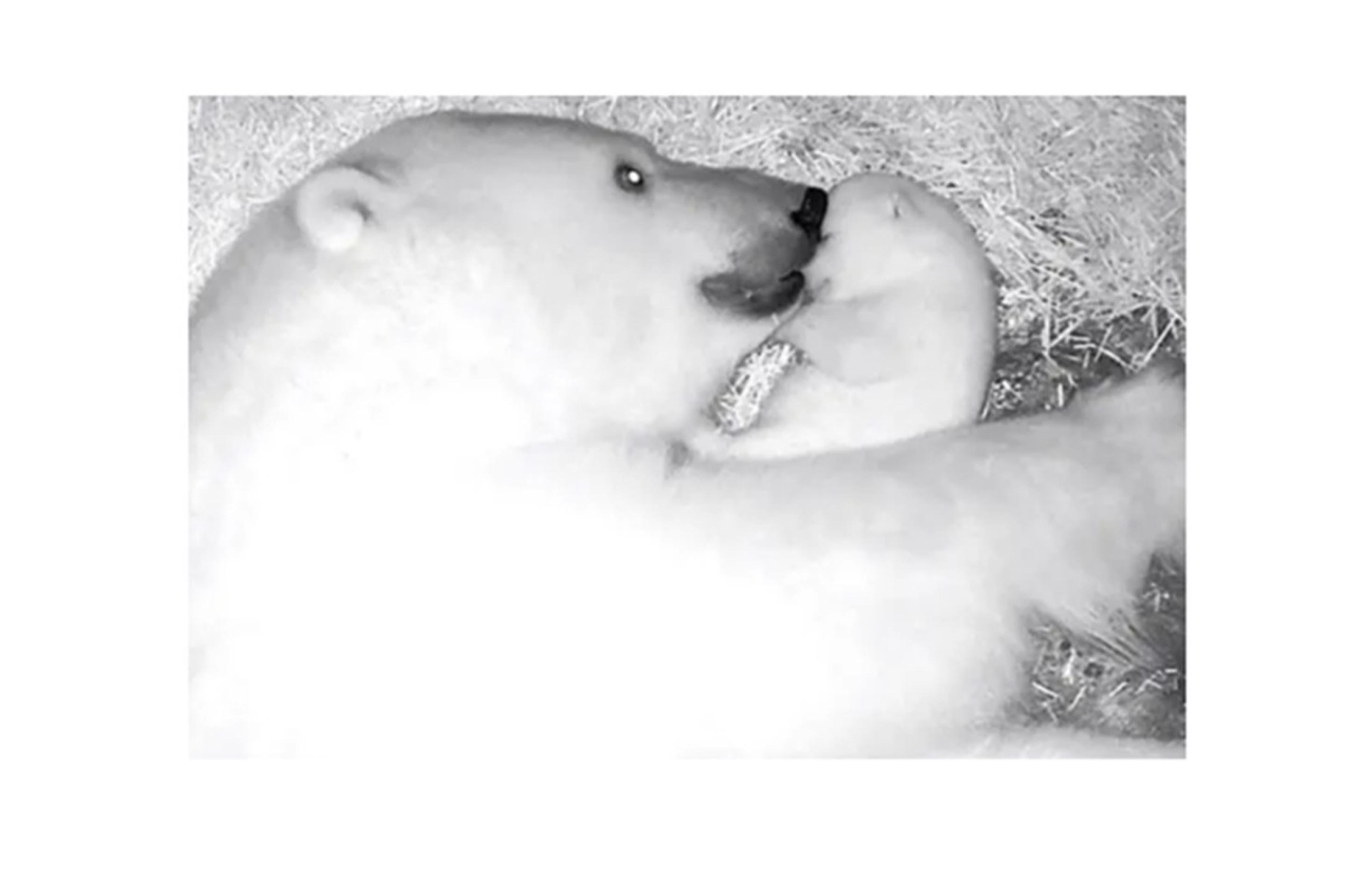 Conheça Nur, a primeira filhote de urso polar a nascer no Brasil