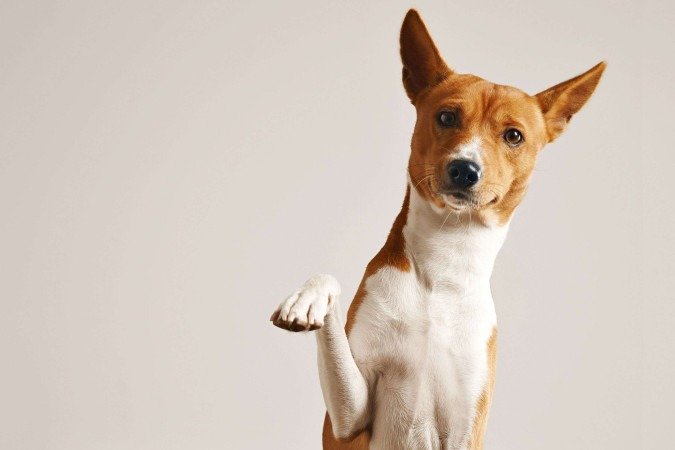 A iniciativa ainda presenteará os tutores dos primeiros 50 animais atendidos com brindes
- (crédito: Freepik) A iniciativa ainda presenteará os tutores dos primeiros 50 animais atendidos com brindes
- (crédito: Freepik)
