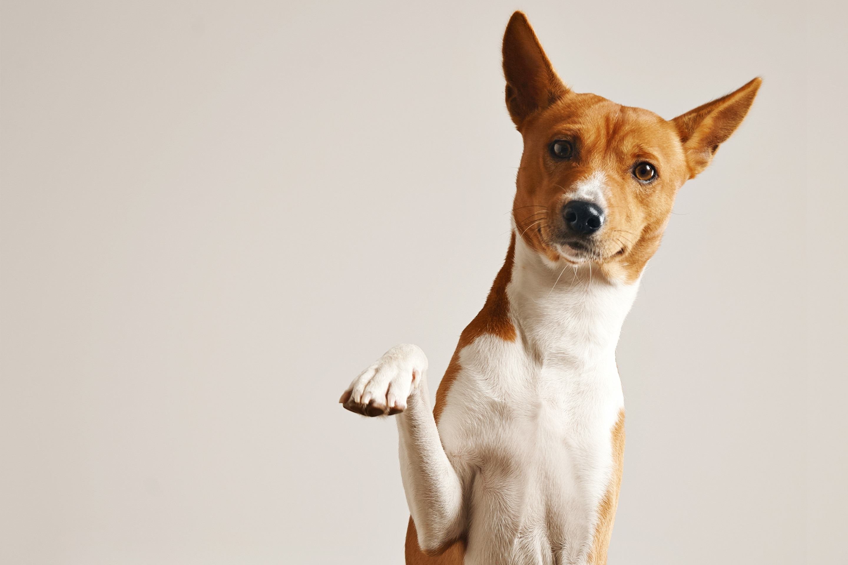 Cachorro processa prefeitura de João Pessoa após exame de raio-x Cachorro processa prefeitura de João Pessoa após exame de raio-x