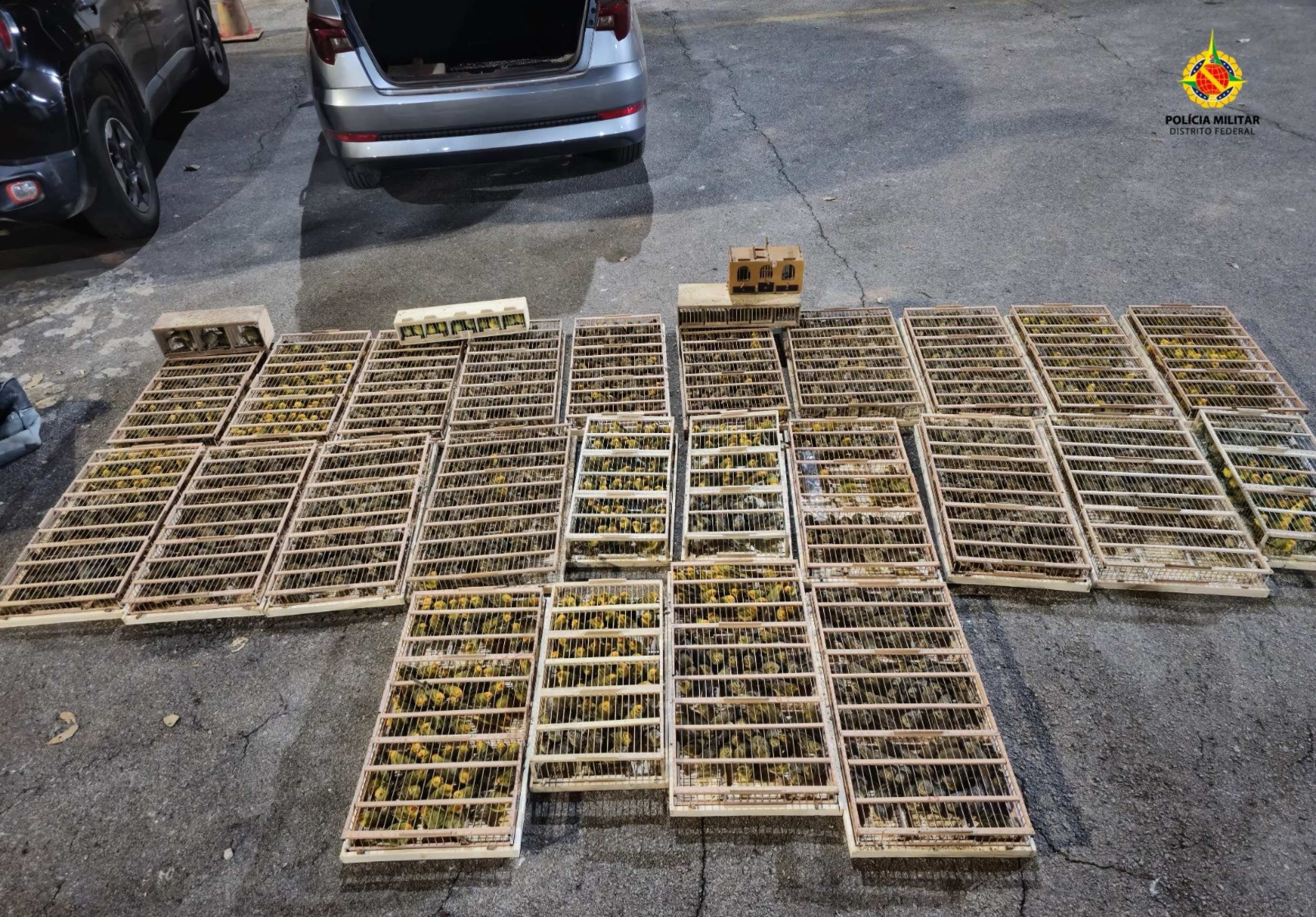 Polícia Ambiental resgata 2,5 mil aves silvestres em situação de risco no DF