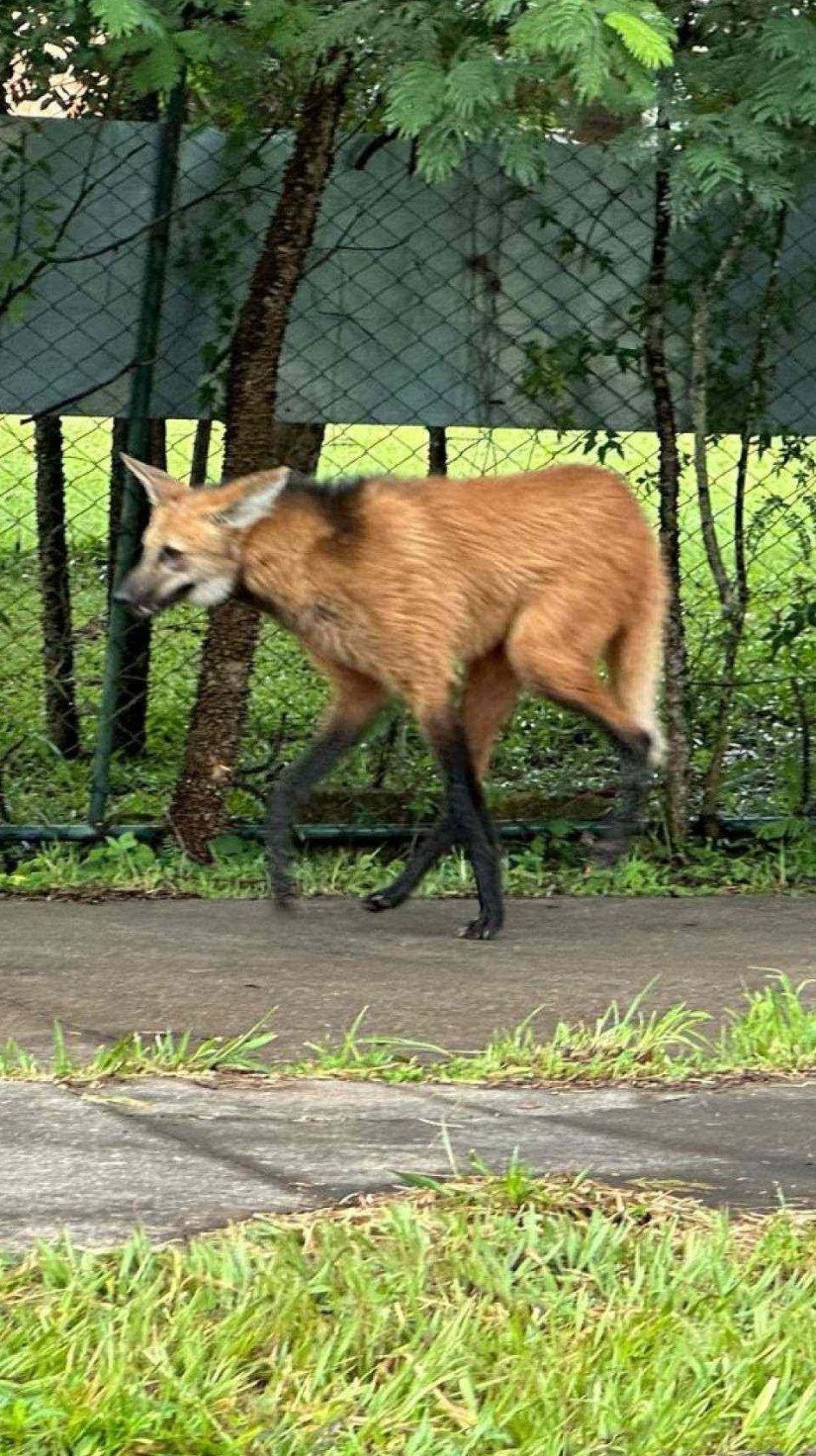 Lobo-guarÃ¡ no Lago Sul -  (crédito: ReproduÃ§Ã£o)