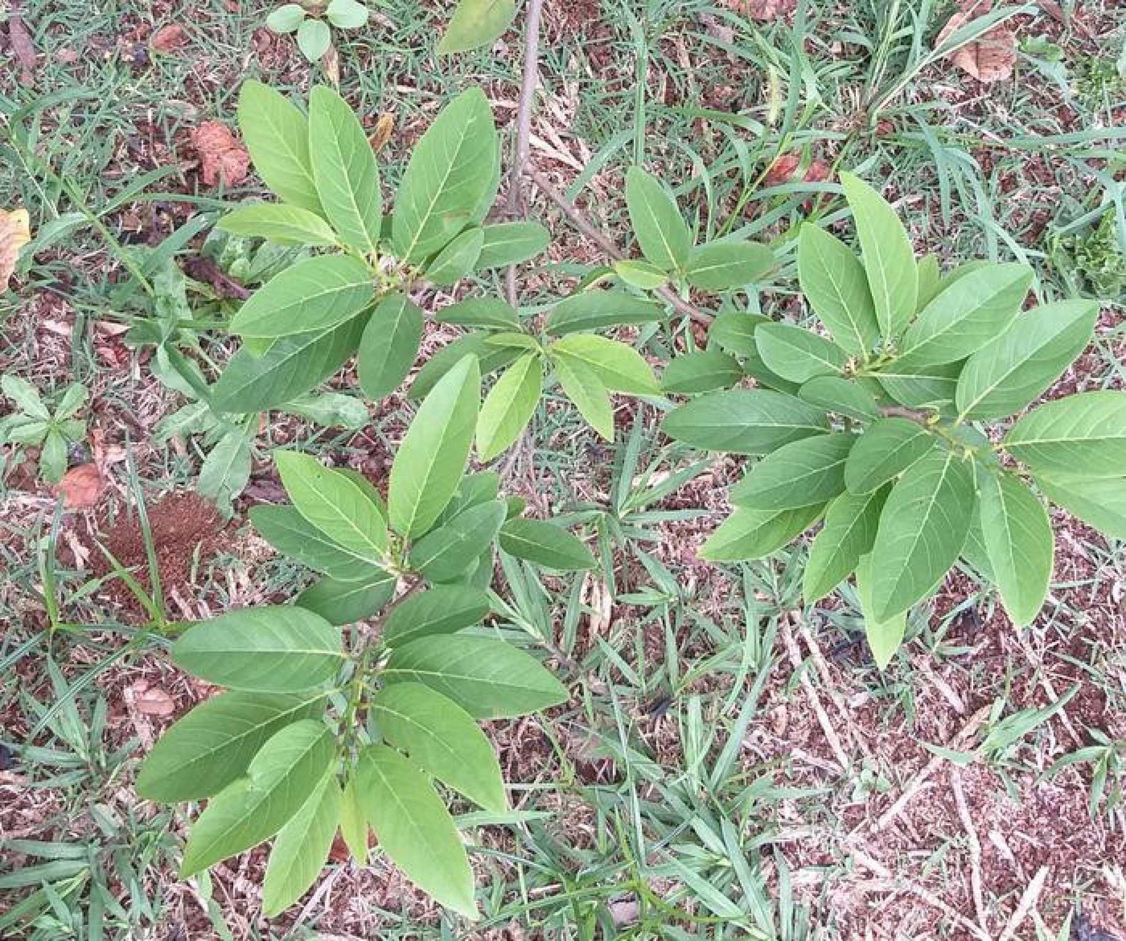 Fruta-pinha tem potencial para tratar dor persistente