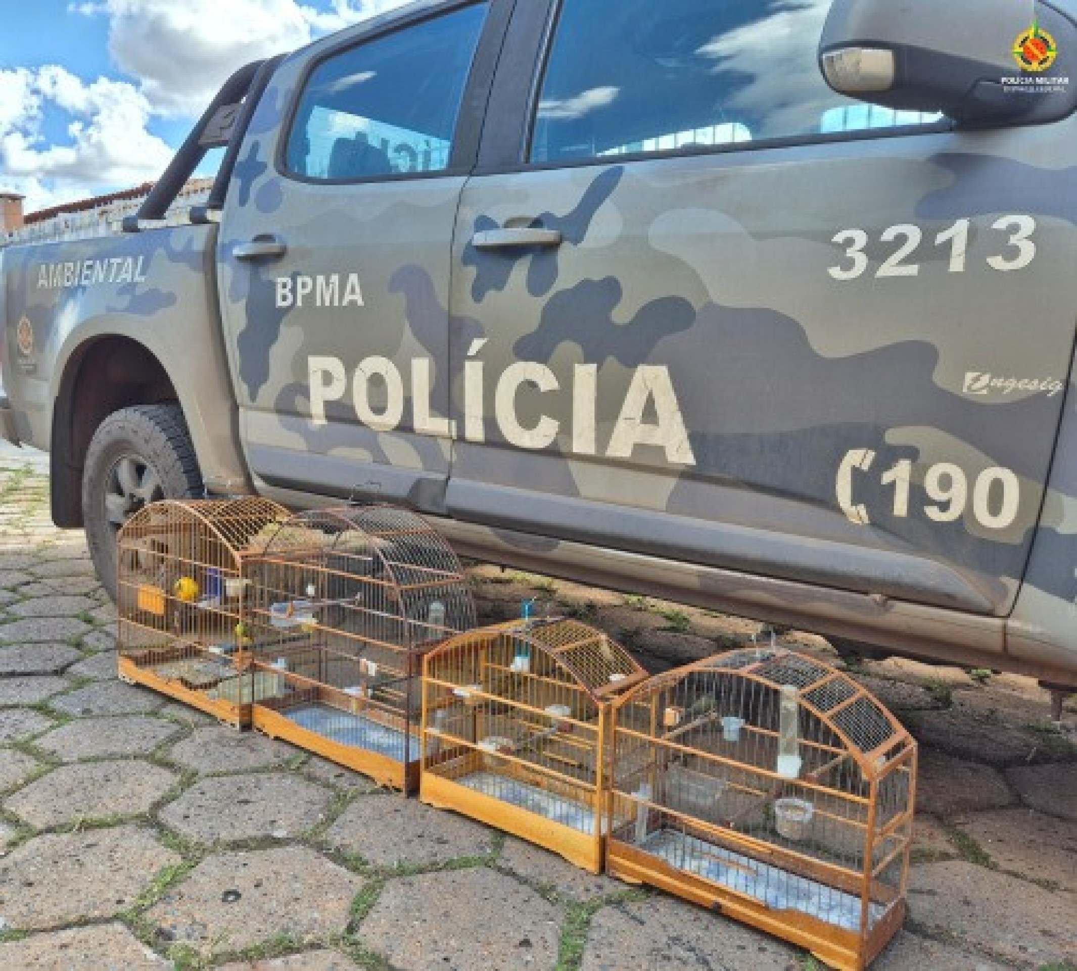 Polícia resgata aves silvestres mantidas ilegalmente em cativeiro no Guará