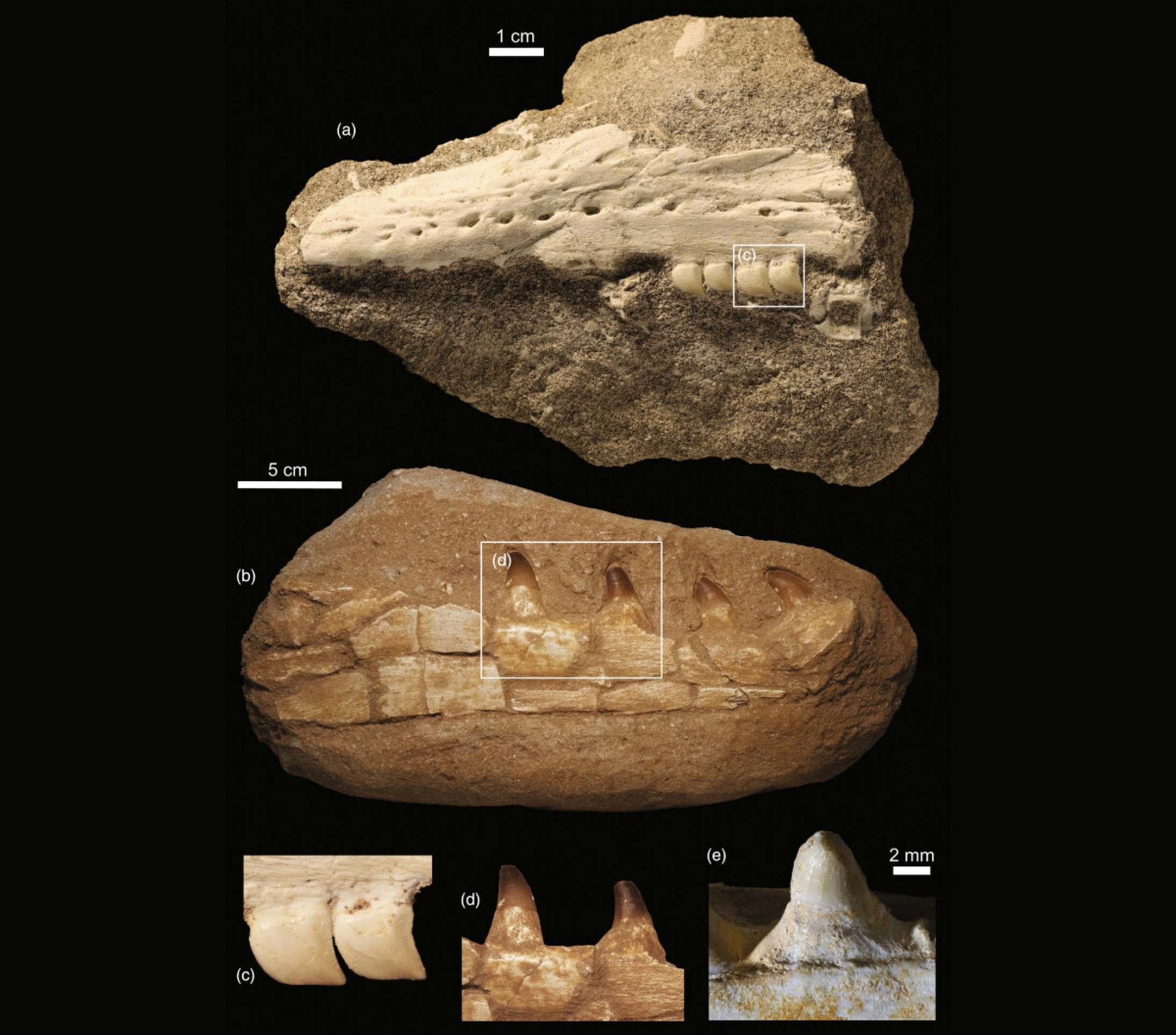 Dentes do fóssil de Xenodens calminechari