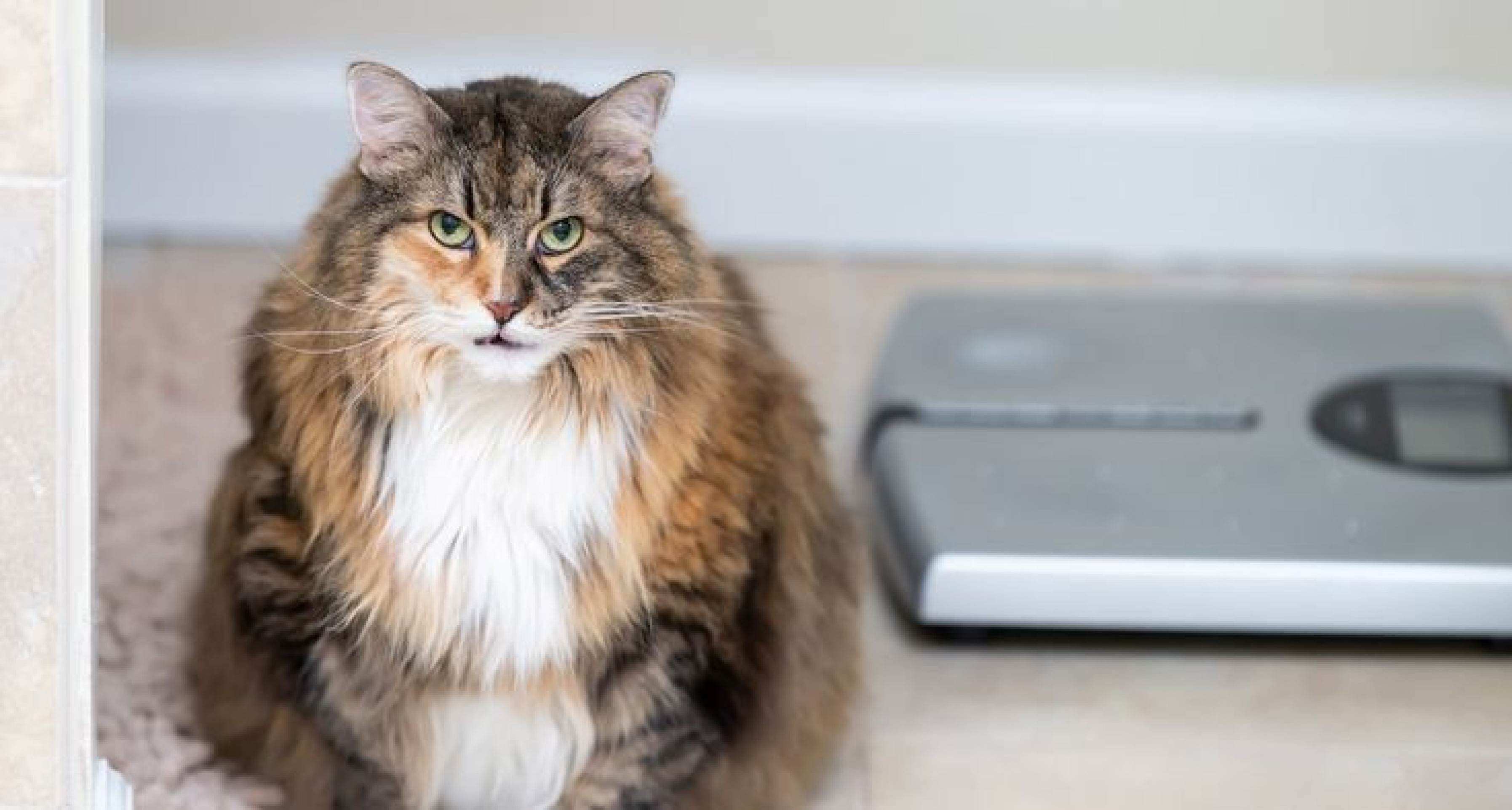 Pets fora de forma? Atente-se aos sintomas e riscos