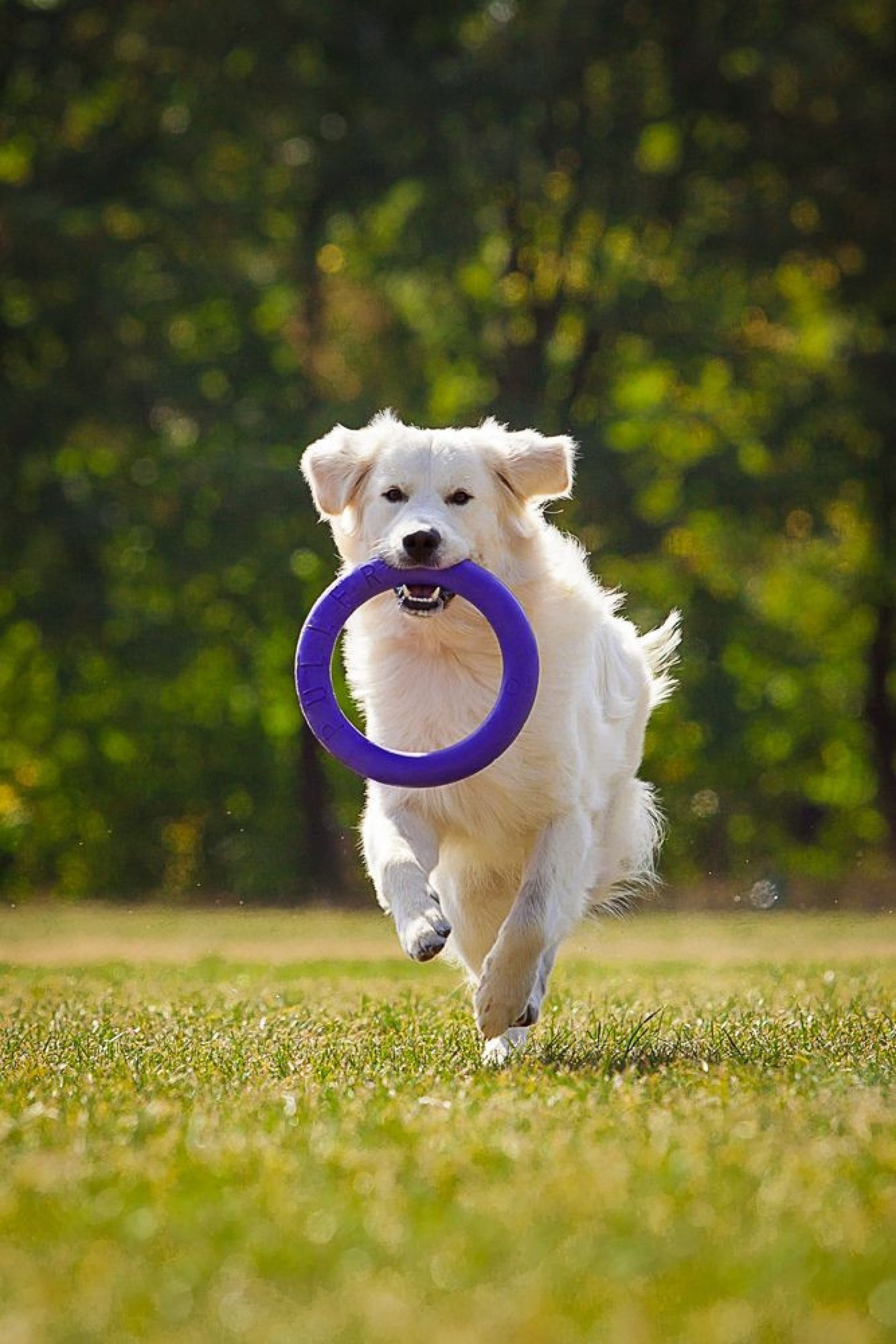 Atividades ao ar livre são benéficas para a saúde do animal 