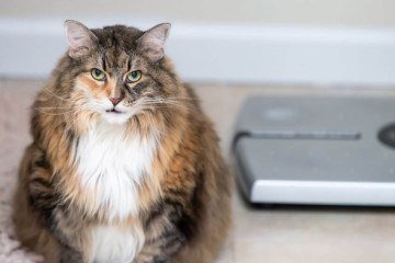 A obesidade é um dos problemas de saúde diretamente ligados à redução da expectativa de vida  -  (crédito: Reprodução/ Pinterest )