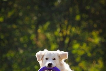 Atividades ao ar livre são benéficas para a saúde do animal 