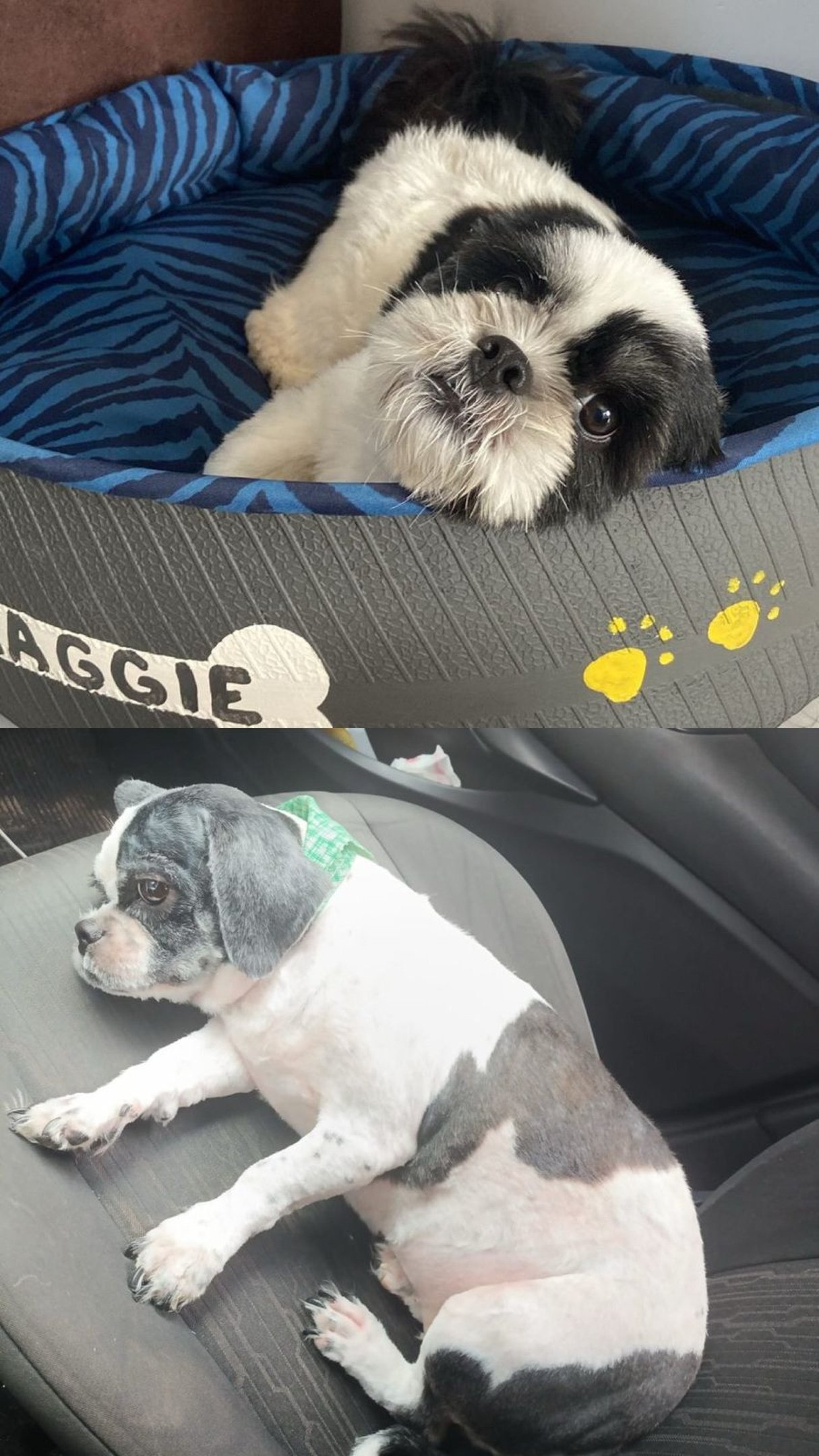 Antes e depois da Meggie 