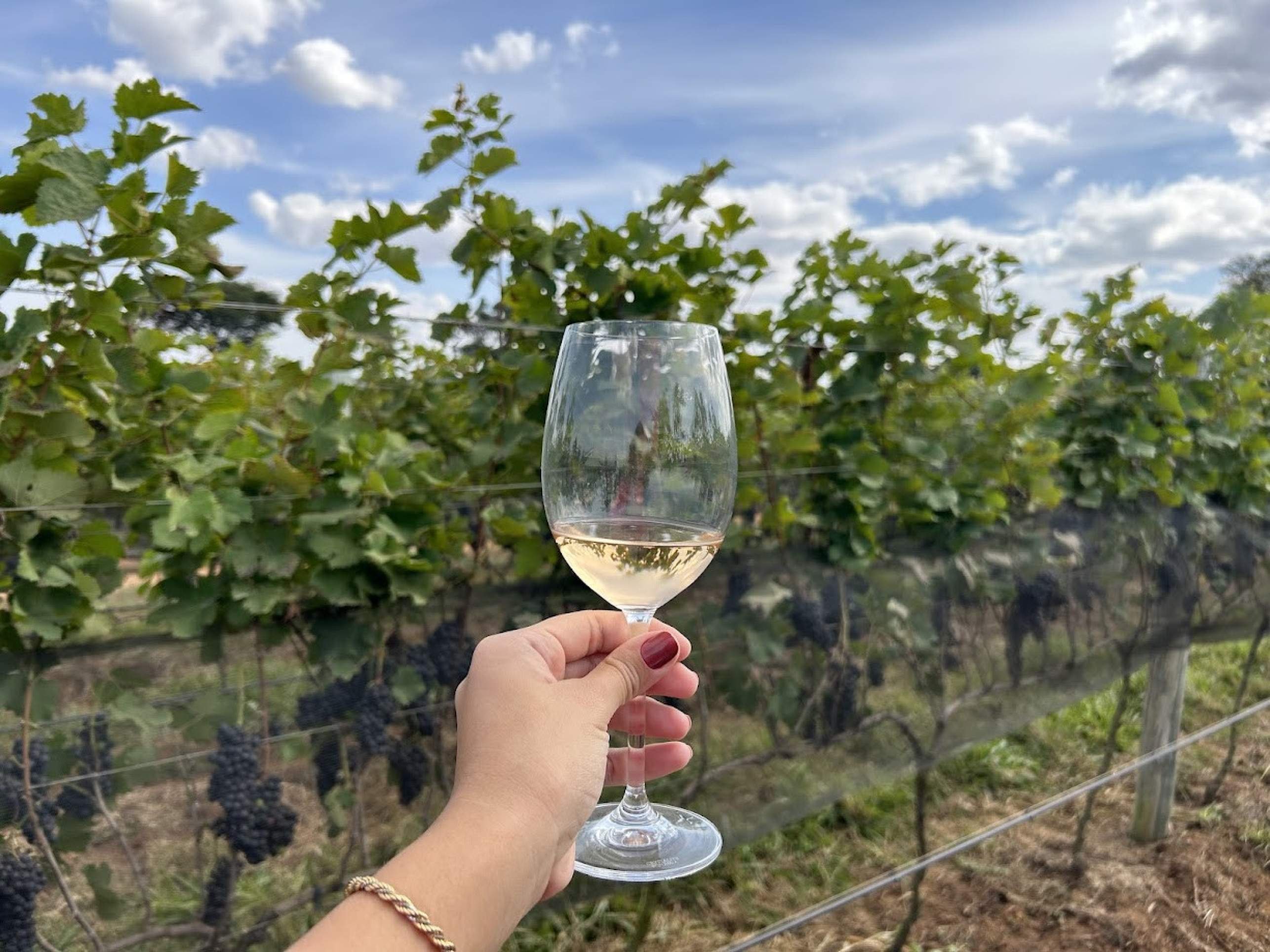 Dia Mundial do Vinho: Brasil brinda enoturismo em alta