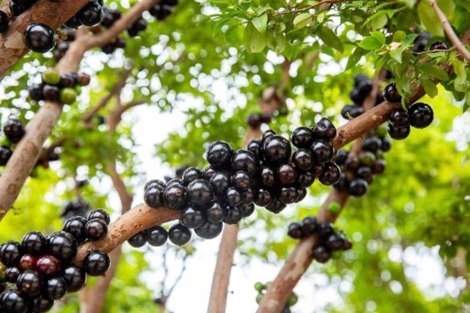 Os benefícios da jabuticaba podem ser aproveitados por meio da polpa, da casca e até das sementes (Imagem: litchima | Shutterstock) - (crédito: EdiCase) Os benefícios da jabuticaba podem ser aproveitados por meio da polpa, da casca e até das sementes (Imagem: litchima | Shutterstock) - (crédito: EdiCase)