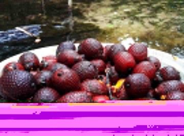 Suplemento à base de buriti aumenta massa muscular de idosos  -  Imagem de Edinaldo Maciel edy boy por Pixabay