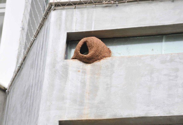 Minervino Júnior/CB/D.A Press