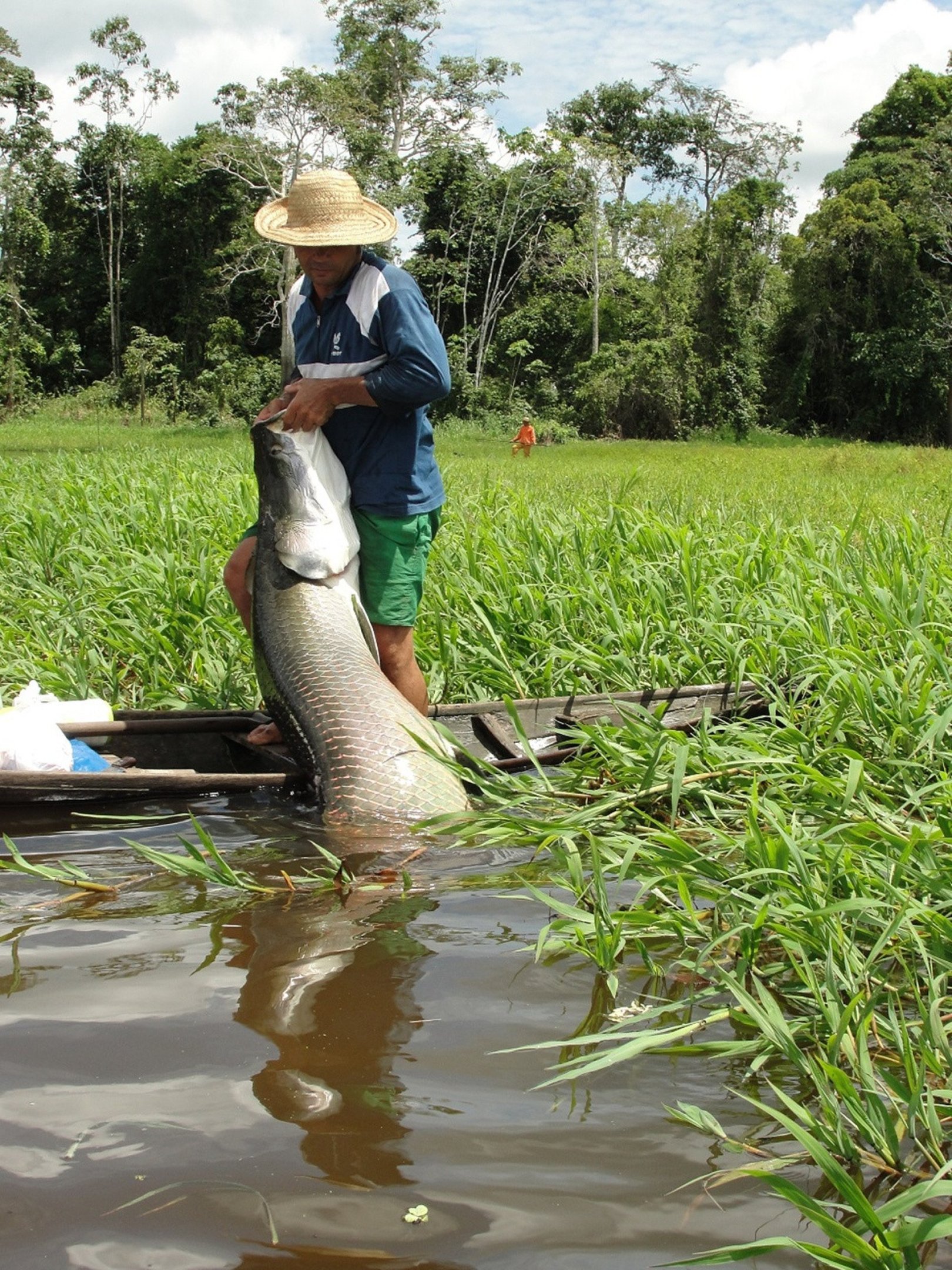 O peixe gigante da Amazônia que chega a pesar mais de 200kg