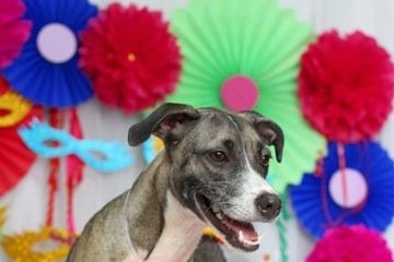 Os cães devem ser identificados antes 
do bloquinho com nome 
e número do tutor.