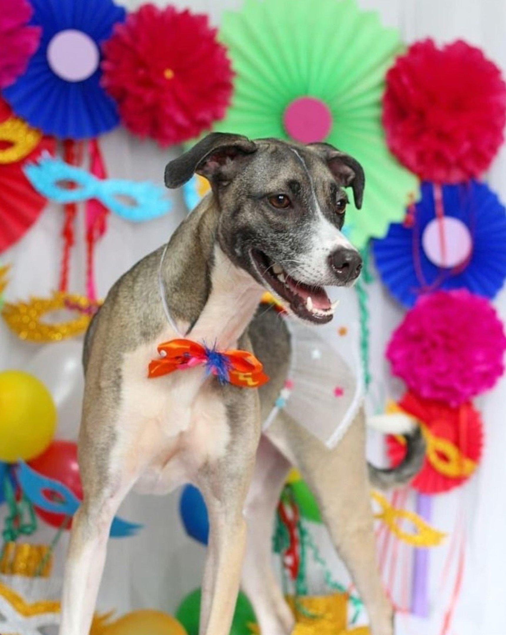 Os cães devem ser identificados antes do bloquinho com nome e número do tutor. Os cães devem ser identificados antes do bloquinho com nome e número do tutor.