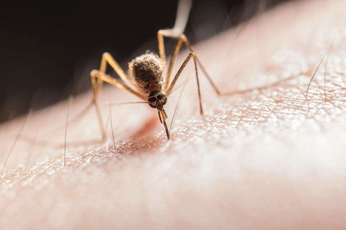 Pesquisadores veem mosquitos como aliados para detectar terremotos e tsunamis