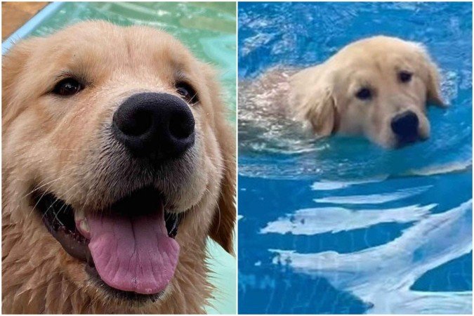 Cadela é encontrada enterrada após adestrador mentir sobre desaparecimento -  (crédito: Reprodução/Redes sociais)