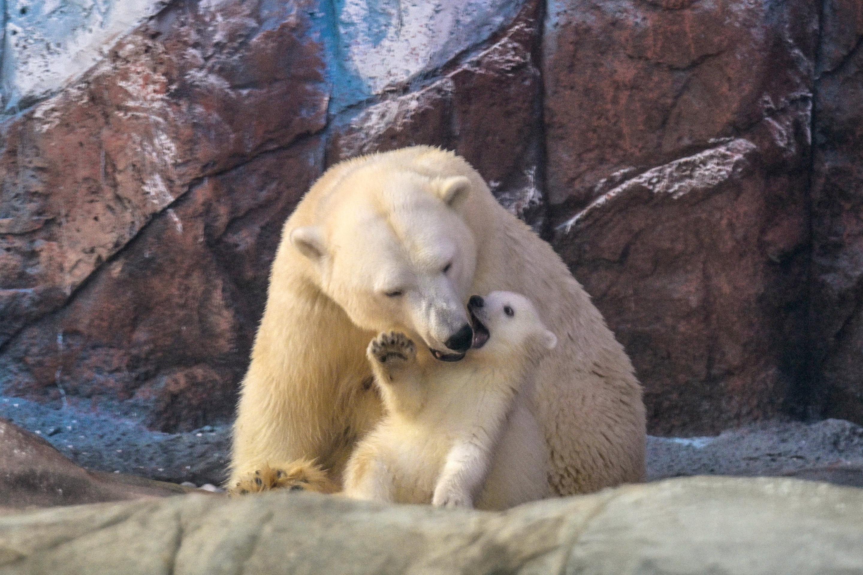 Ursa polar Nur é apresentada aos visitantes do Aquário de São Paulo