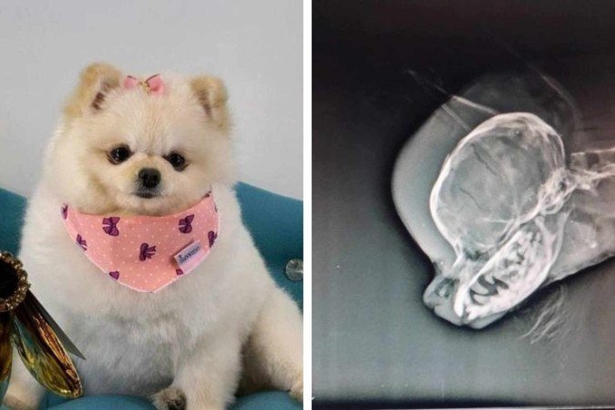 Cachorrinha chegou a ser levada para hospital veterinário, mas morreu de  politraumatismo -  (crédito: Reprodução)