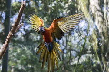 O Parque das Aves é o destino mais procurado de Foz depois das Cataratas