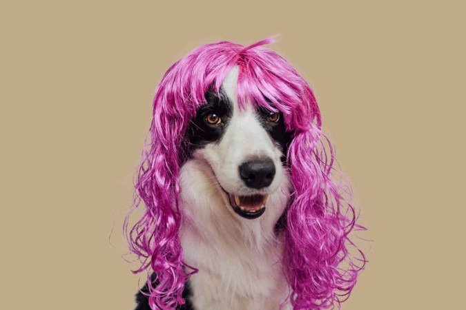 O Carnaval com o seu cachorro pode ser uma experiência inesquecível (Imagem: Julia Zavalishina | Shutterstock) - (crédito: EdiCase) O Carnaval com o seu cachorro pode ser uma experiência inesquecível (Imagem: Julia Zavalishina | Shutterstock) - (crédito: EdiCase)