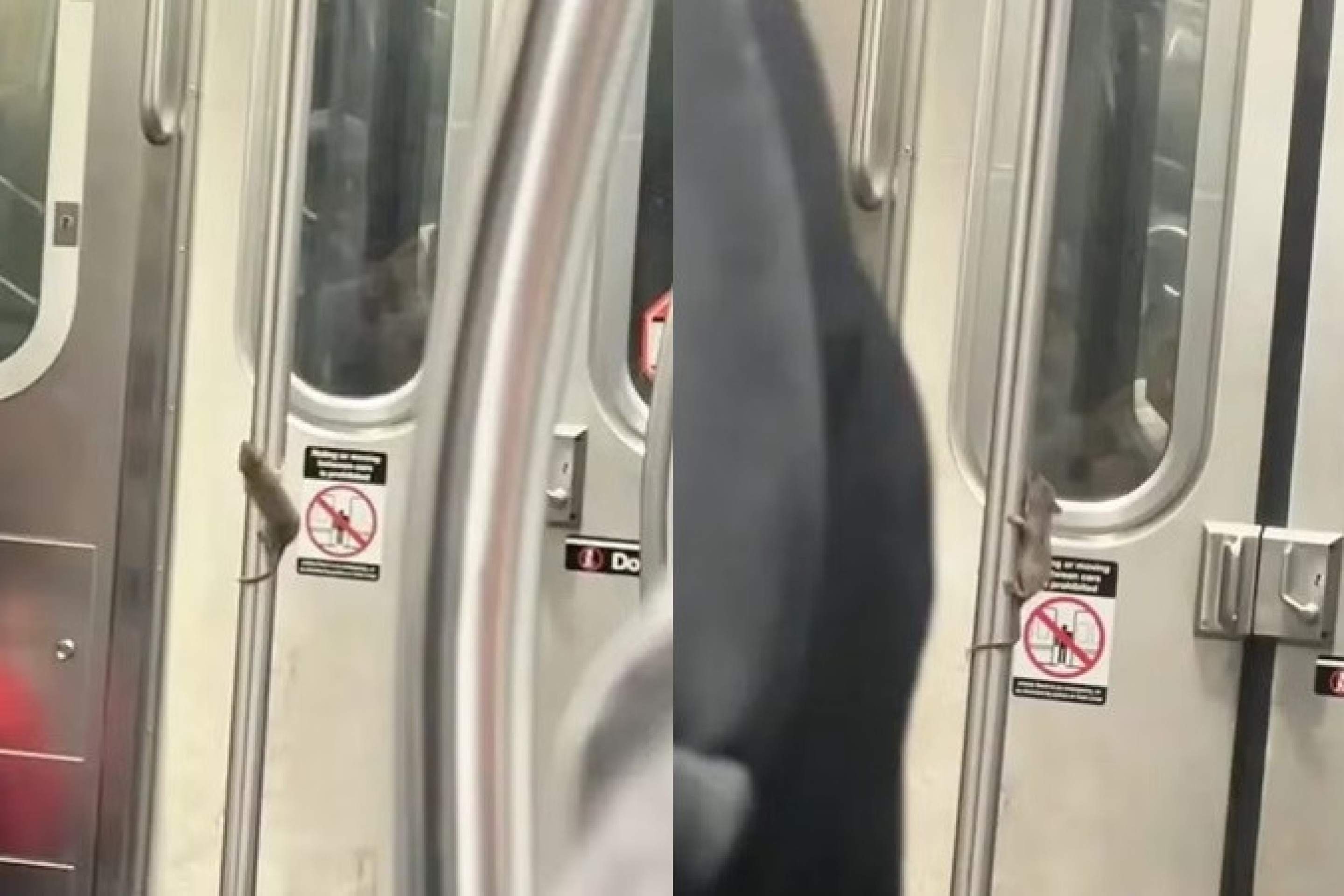 Rato faz performace no metrô de Nova York e viraliza nas redes Rato faz performace no metrô de Nova York e viraliza nas redes
