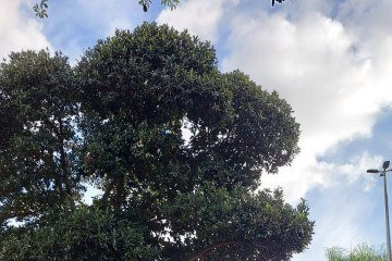 Carnaval 2025 em Brasília - Charretinha 