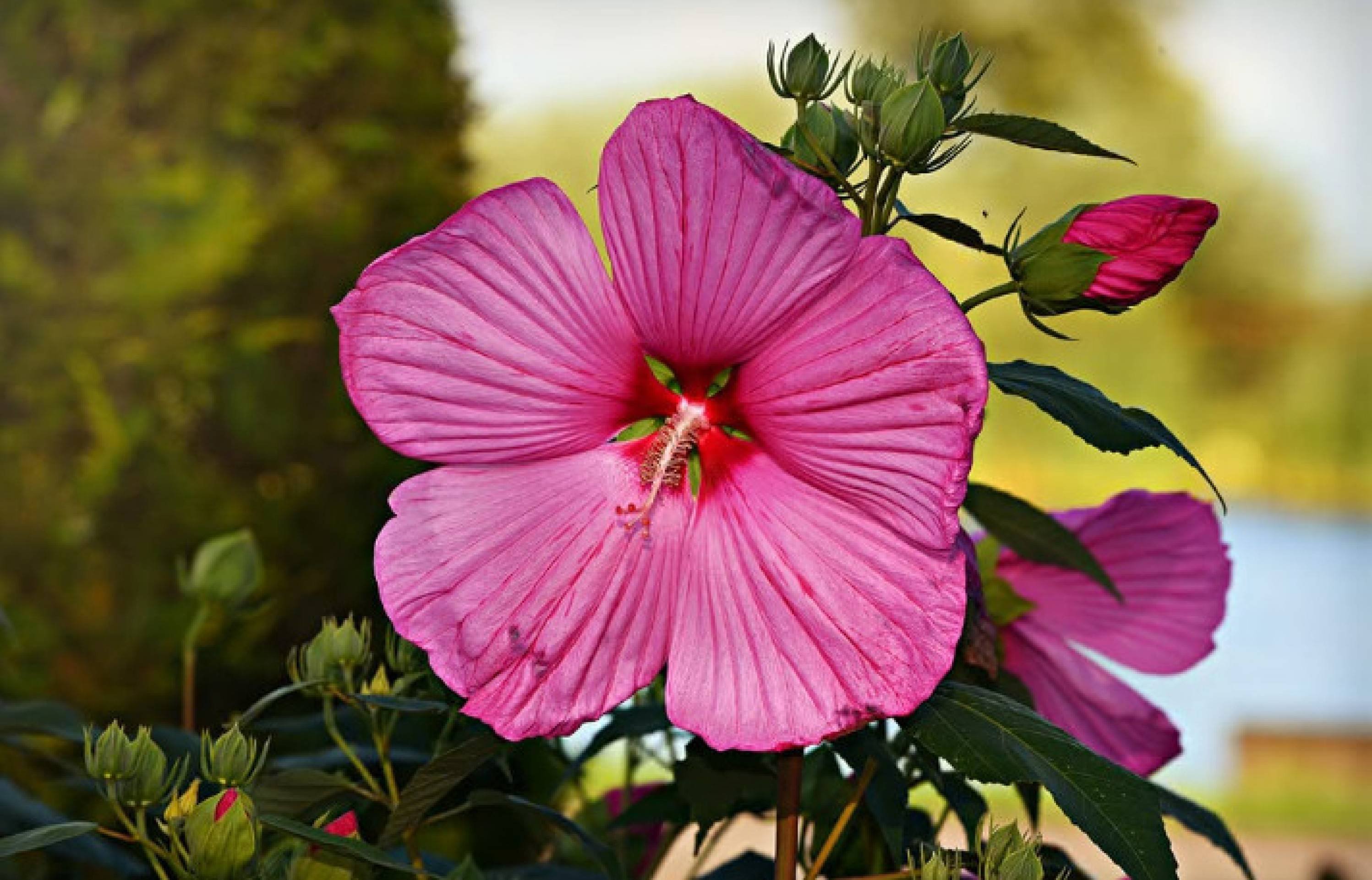 Flores comestíveis: nova aposta da gastronomia e oportunidade aos horticultores
