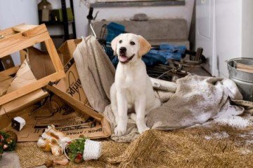 Cena do filme Marley & Eu 