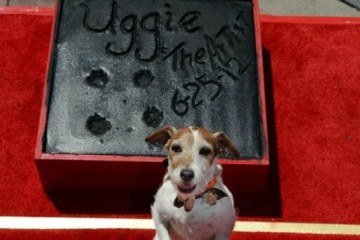 Uggie e sua marca na calçada da fama 