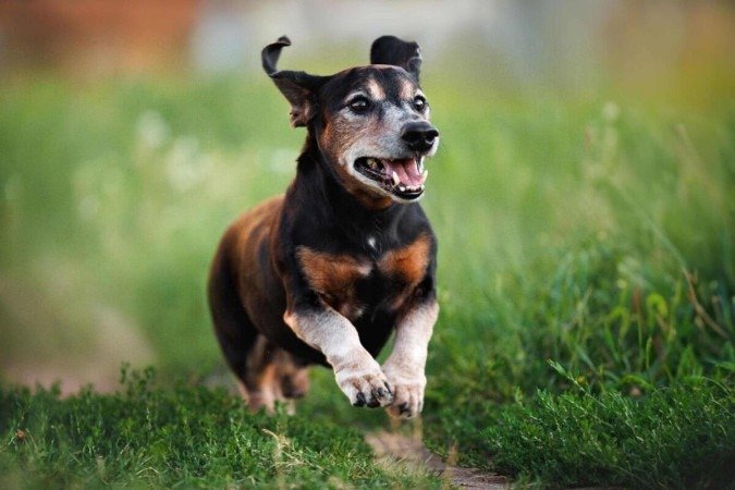 Mesmo quando idosos, muitos animais continuam ativos, brincalhões e saudáveis por vários anos (Imagem: otsphoto | Shutterstock) - (crédito: EdiCase) Mesmo quando idosos, muitos animais continuam ativos, brincalhões e saudáveis por vários anos (Imagem: otsphoto | Shutterstock) - (crédito: EdiCase)
