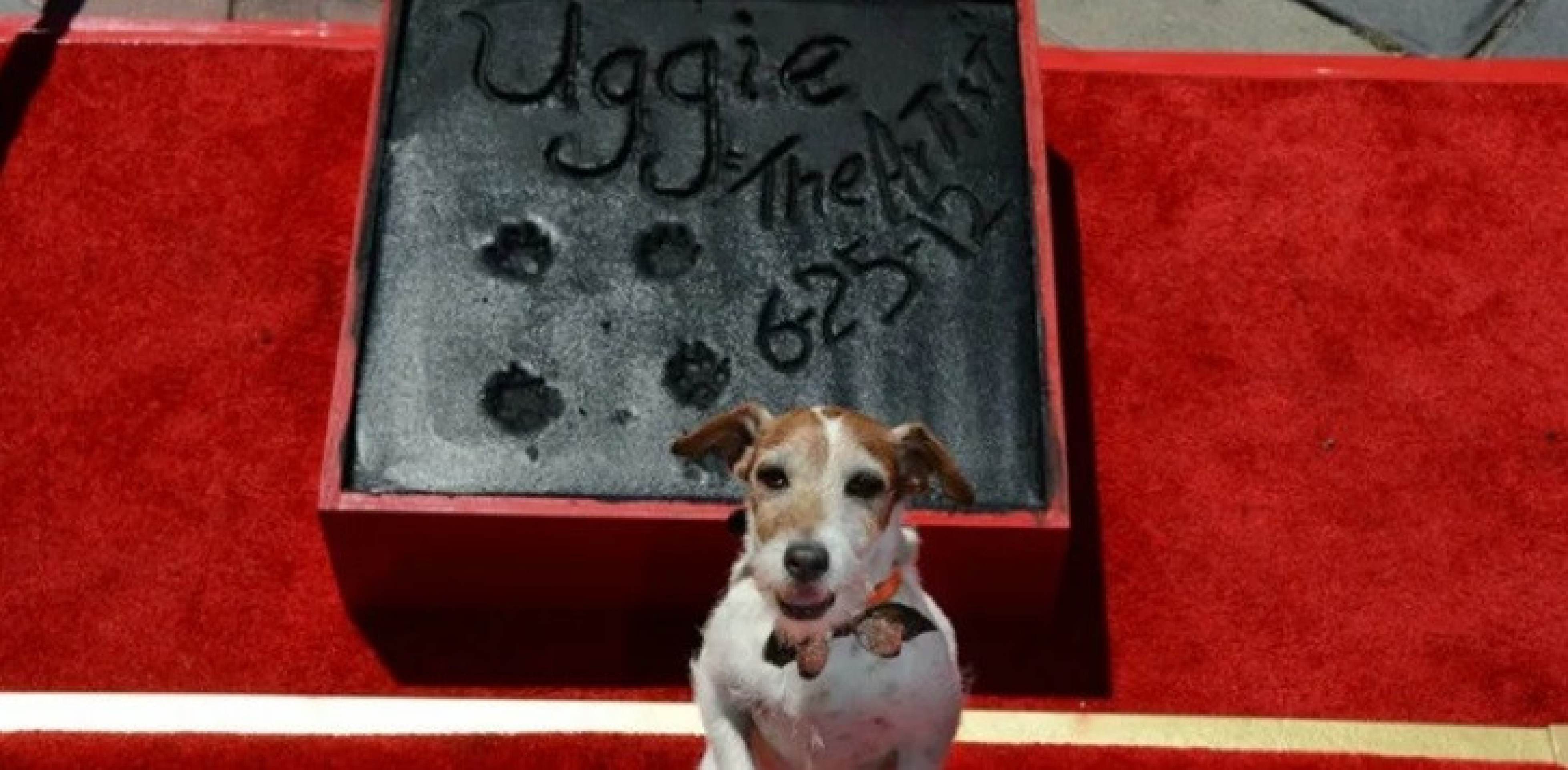 Uggie e sua marca na calçada da fama 