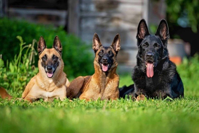 O pastor alemão e o pastor belga malinois compartilham semelhanças, mas são distintos em diversos aspectos (Imagem: Julia Malsagova | Shutterstock) - (crédito: EdiCase) O pastor alemão e o pastor belga malinois compartilham semelhanças, mas são distintos em diversos aspectos (Imagem: Julia Malsagova | Shutterstock) - (crédito: EdiCase)